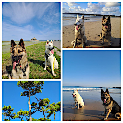 Hunde am Atlantik