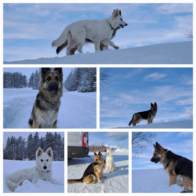 Lappland im Winter